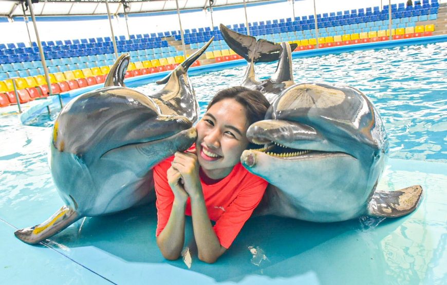 Dolphin Show Phuket