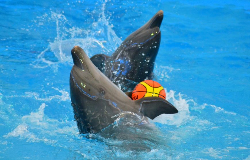 Dolphin Show Phuket