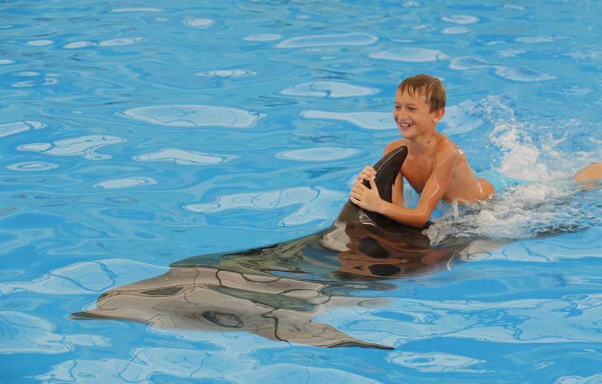 Dolphin Show Phuket