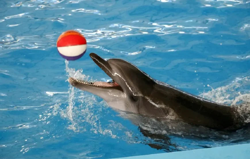 Dolphin Show Phuket