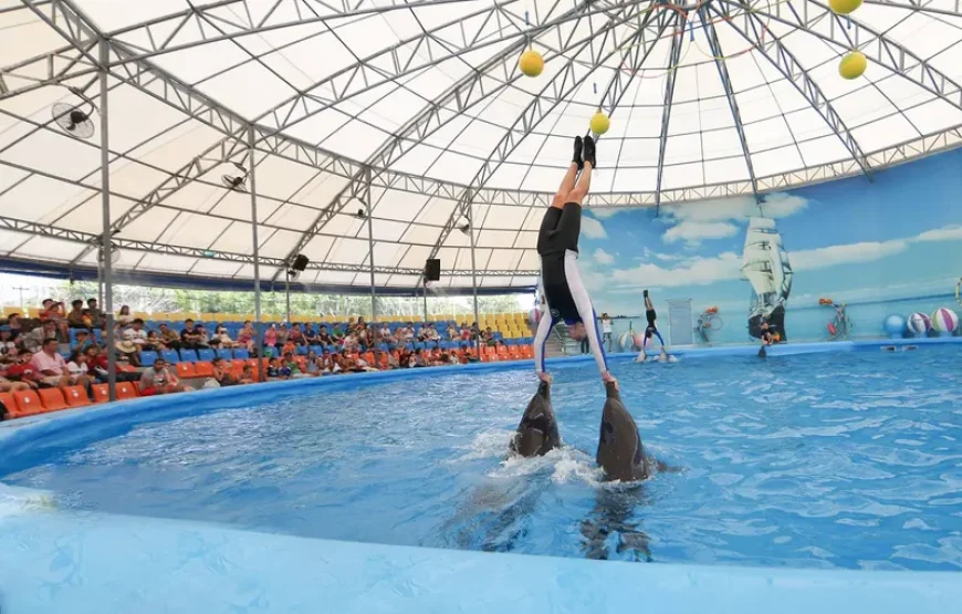 Dolphin Show Phuket
