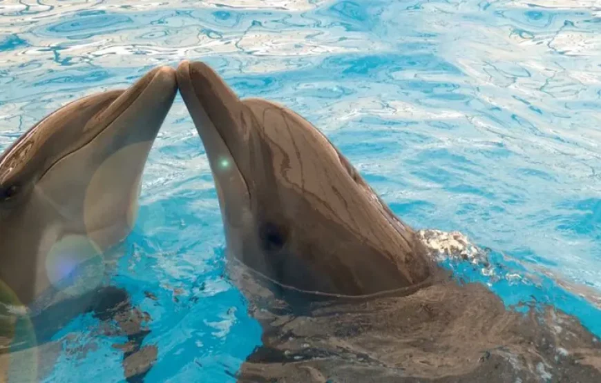 Dolphin Show Phuket