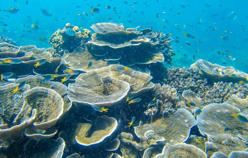 Phi Phi Island by Royal Jet Cruise with Lunch